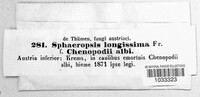 Phoma longissima image